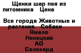 Щенки шар-пея из питомника › Цена ­ 15 000 - Все города Животные и растения » Собаки   . Ямало-Ненецкий АО,Салехард г.